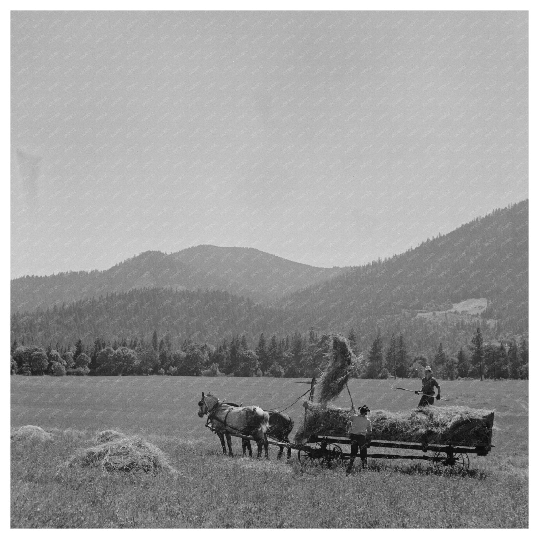 Haying in Jackson County Oregon July 1942 - Available at KNOWOL