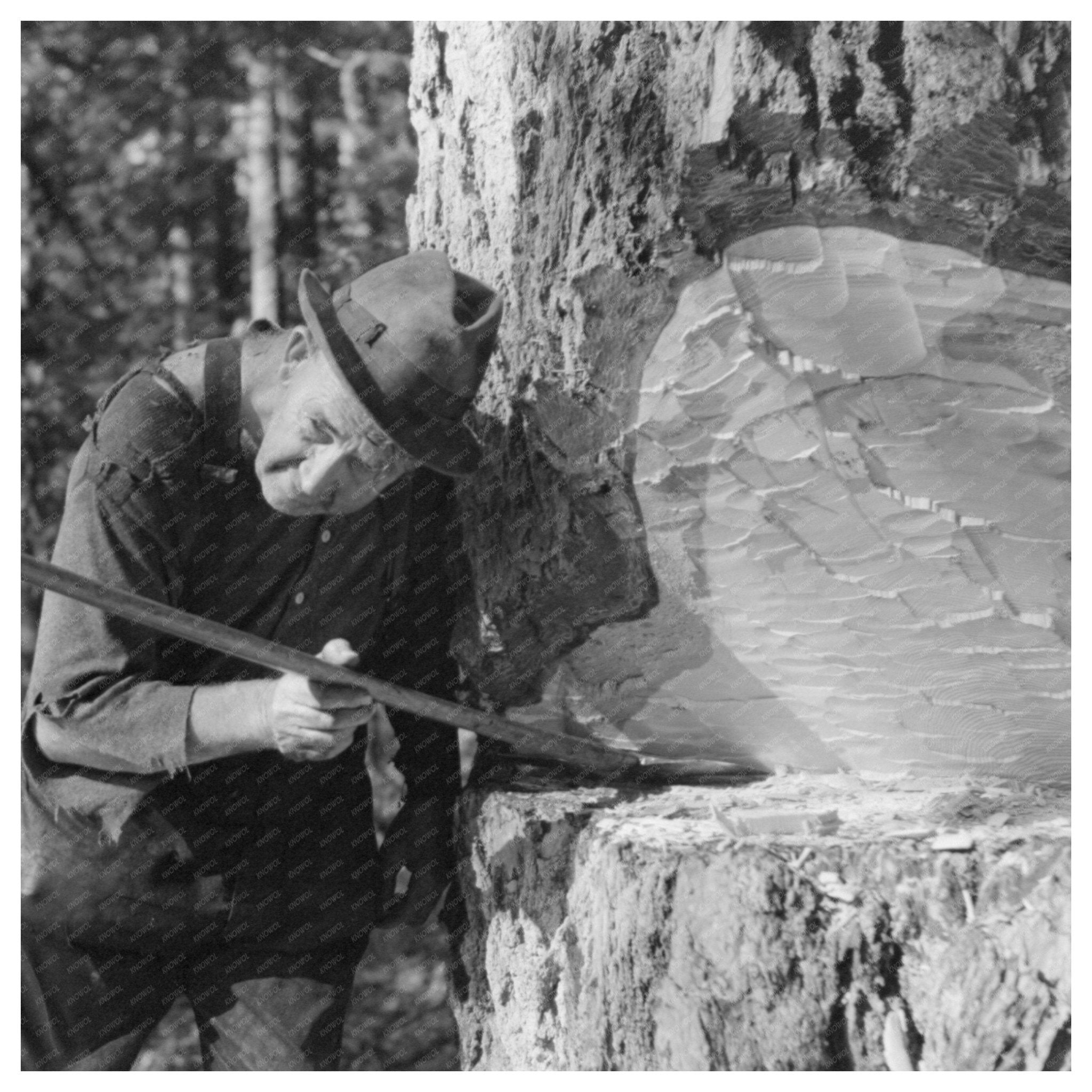 Head Faller at Long Bell Lumber Company October 1941 - Available at KNOWOL