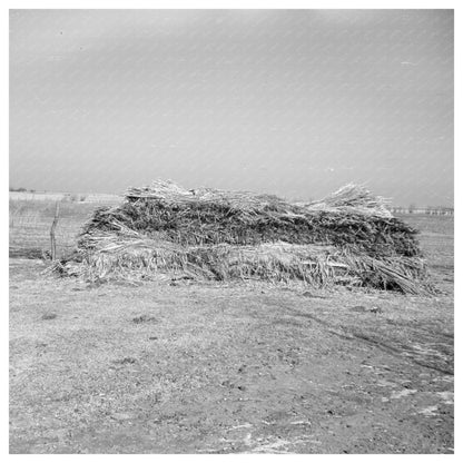 Hemp Stacked on George Ericksons Farm January 1937 - Available at KNOWOL