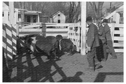 Herding Hogs in Aledo Illinois November 1936 - Available at KNOWOL