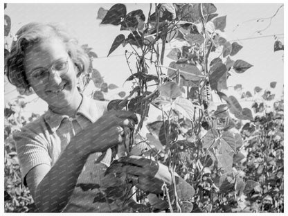 High School Girl Bean Picking Marion County Oregon 1939 - Available at KNOWOL