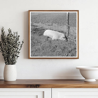 Hog Drowned in Flood Black Township Indiana February 1937 - Available at KNOWOL