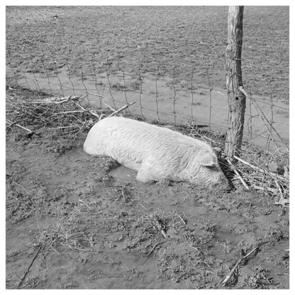 Hog Drowned in Flood Black Township Indiana February 1937 - Available at KNOWOL