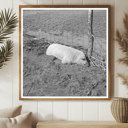 Hog Drowned in Flood Black Township Indiana February 1937 - Available at KNOWOL