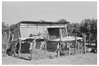 Hog House and Chicken Coop Hidalgo County Texas 1939 - Available at KNOWOL