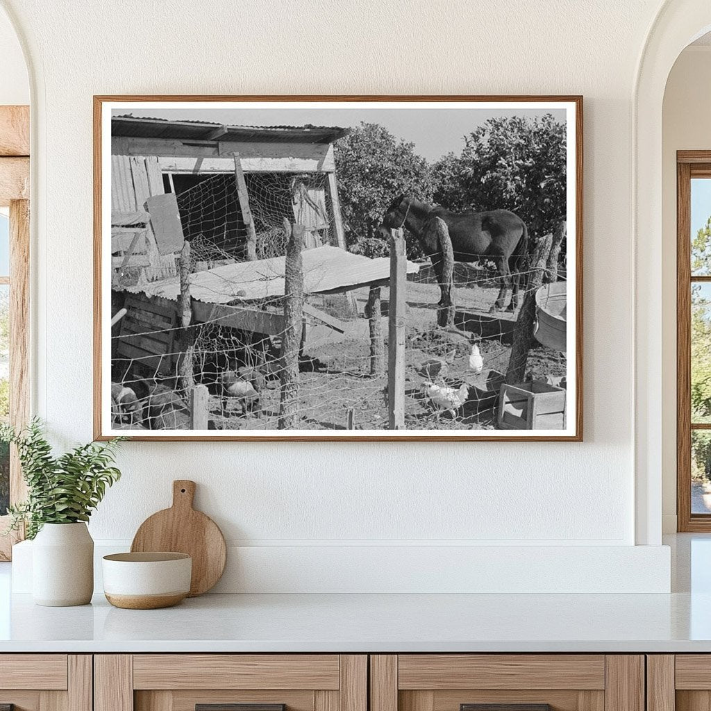 Hog House and Chicken Coop in Hidalgo County Texas 1939 - Available at KNOWOL