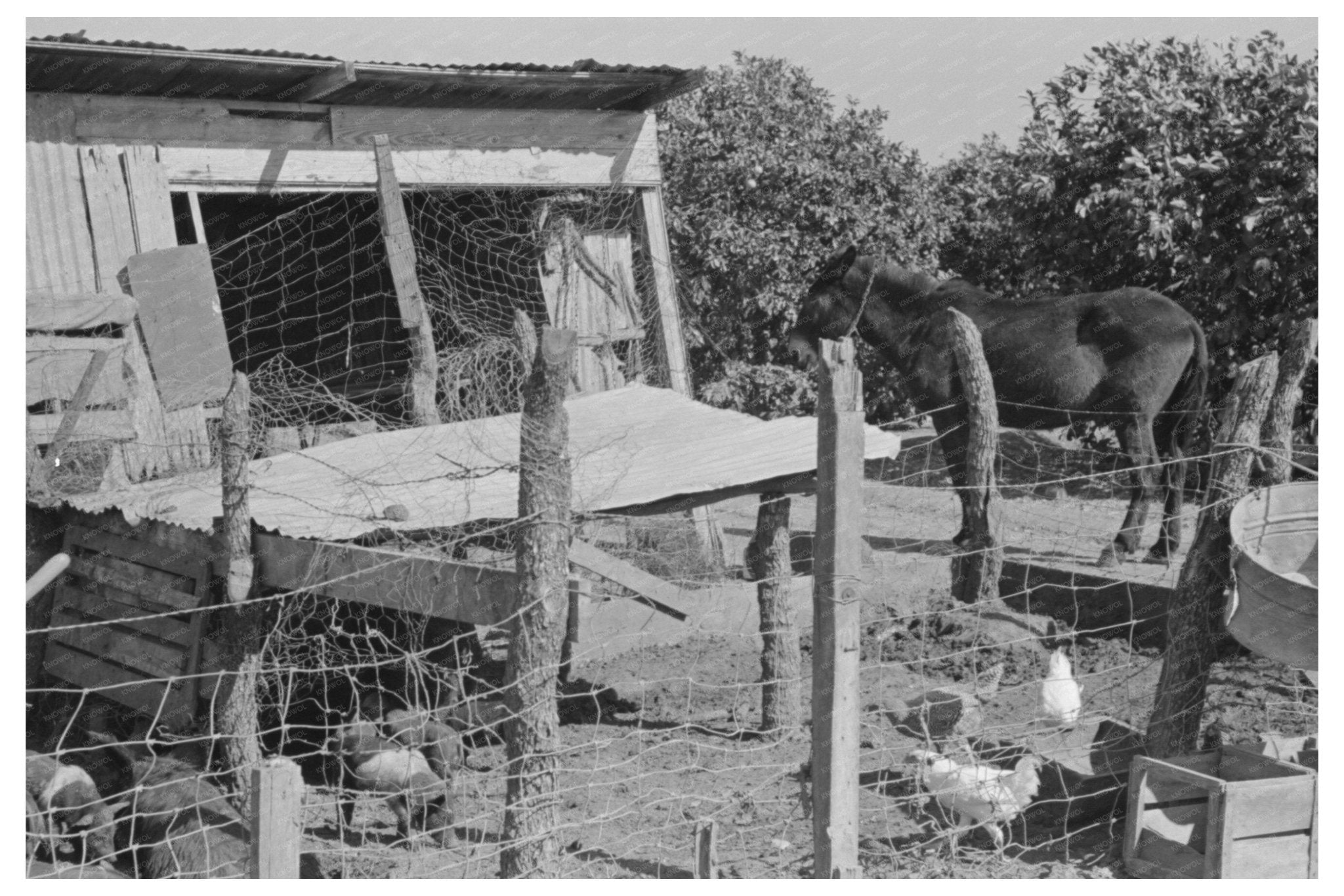 Hog House and Chicken Coop in Hidalgo County Texas 1939 - Available at KNOWOL