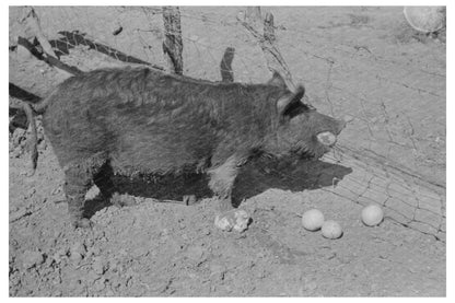 Hogs Eating Grapefruit in Weslaco Texas February 1939 - Available at KNOWOL