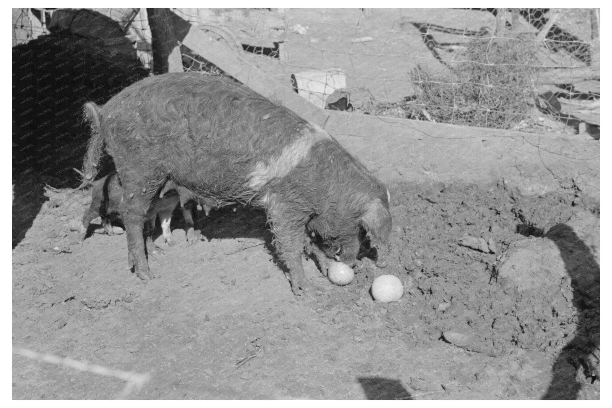 Hogs Fed Grapefruit in Weslaco Texas 1939 - Available at KNOWOL