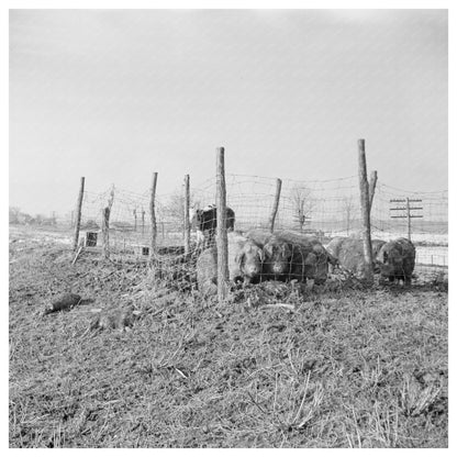 Hogs in Flood Pen Cache Illinois February 1937 - Available at KNOWOL