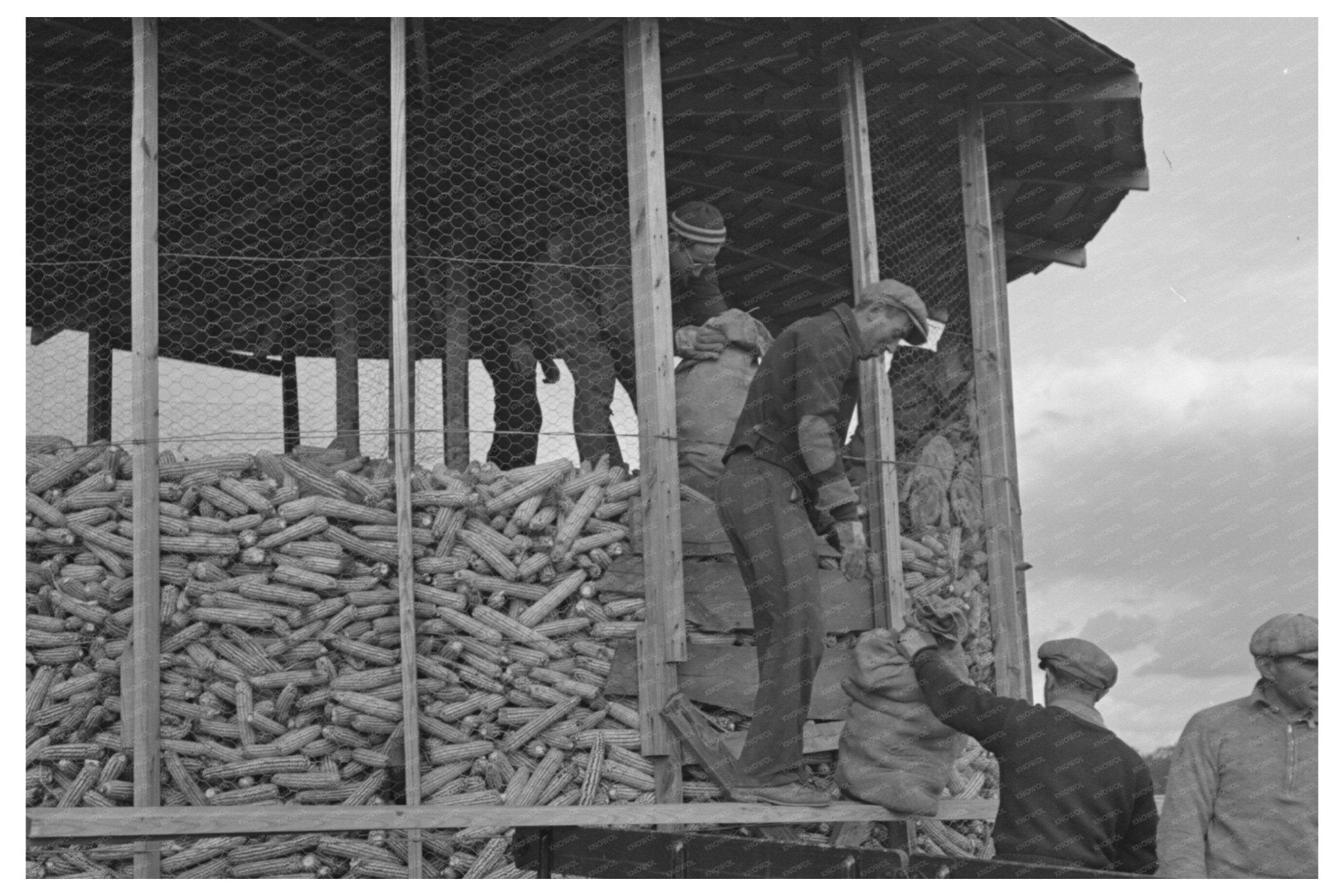 Homesteaders Storing Corn for Dairy Herd November 1936 - Available at KNOWOL