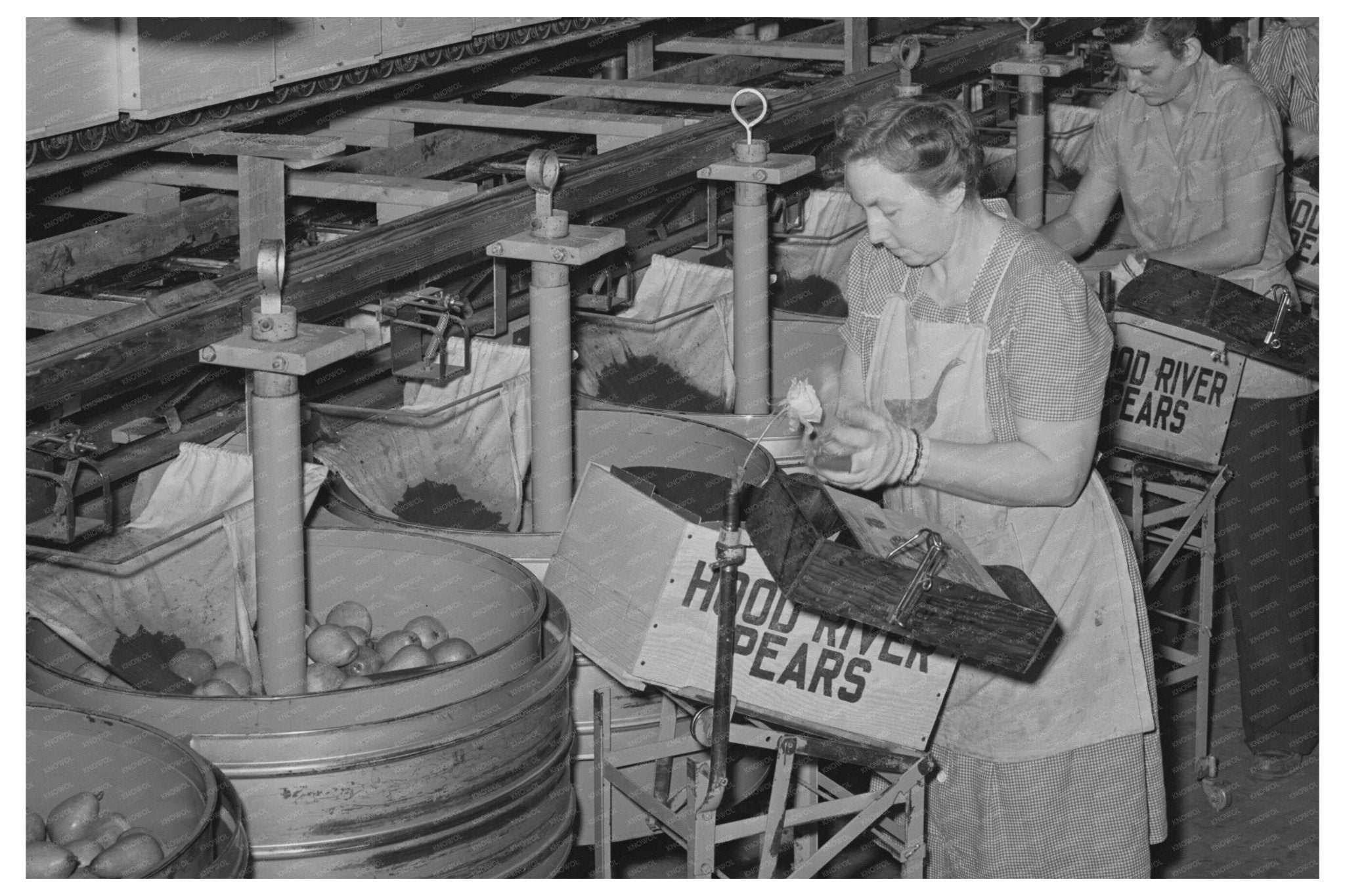 Hood River Pear Packing Process September 1941 - Available at KNOWOL