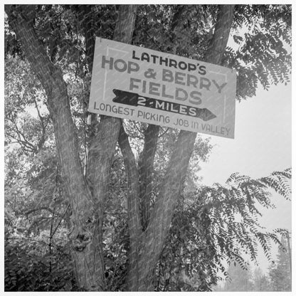 Hop Farm Workers in Josephine County Oregon 1939 - Available at KNOWOL