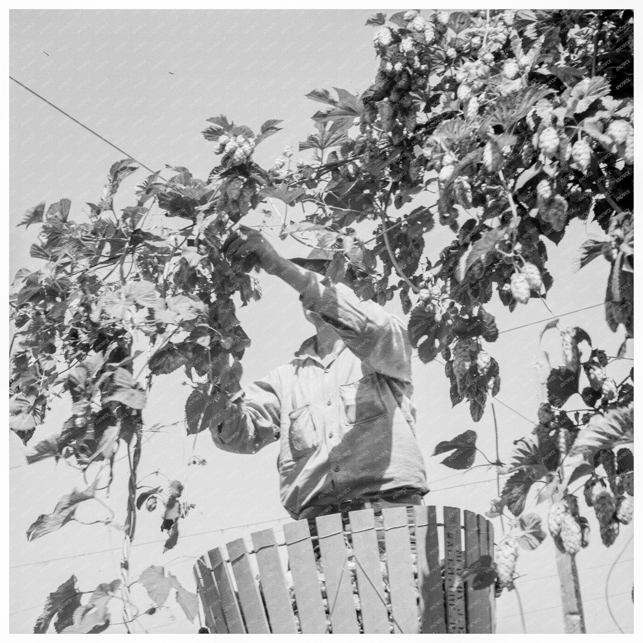 Hop Picker in Polk County Oregon August 1939 - Available at KNOWOL