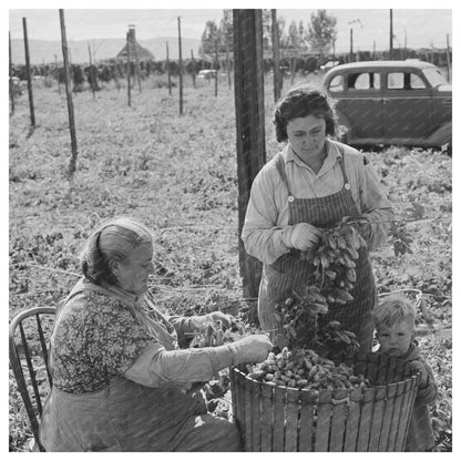 Hop Pickers in Yakima County Washington September 1941 - Available at KNOWOL