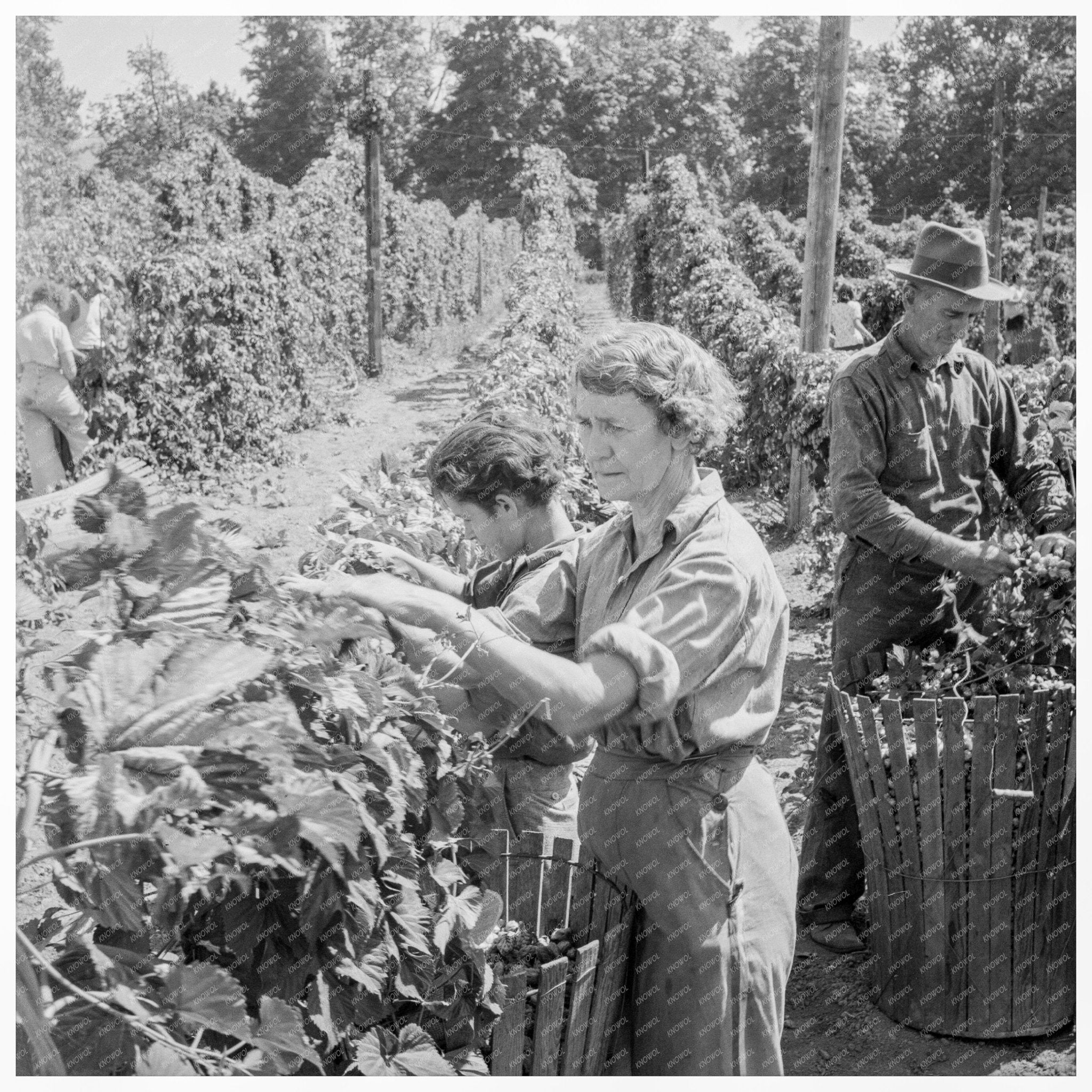 Hop Pickers Working in Oregon August 1939 - Available at KNOWOL