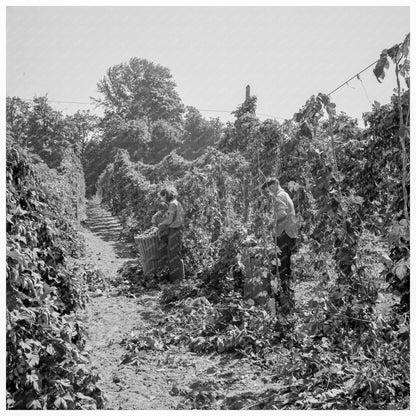 Hop Yard in Independence Oregon 1939 - Available at KNOWOL