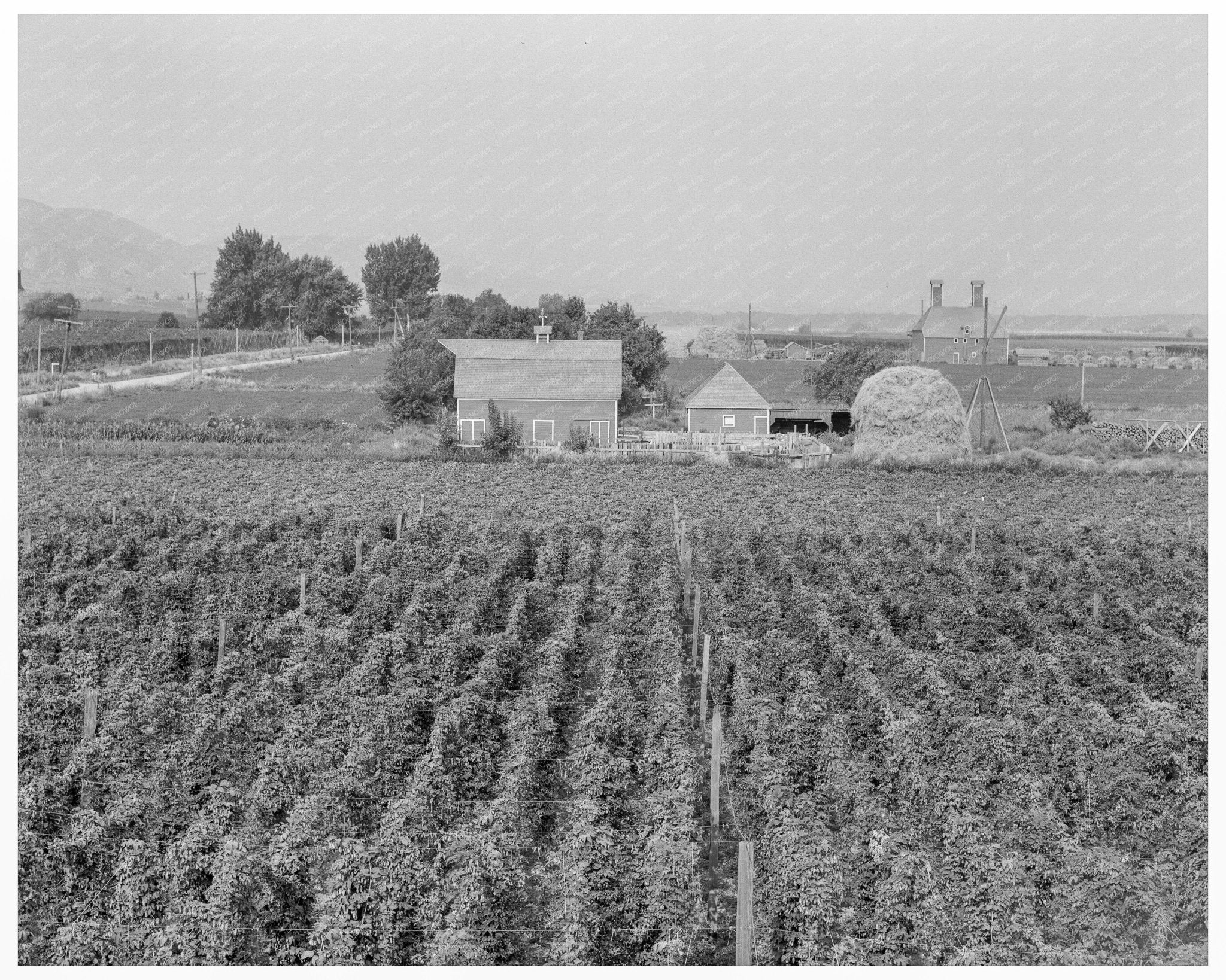 Hop Yard in Moxee Valley Washington 1939 - Available at KNOWOL