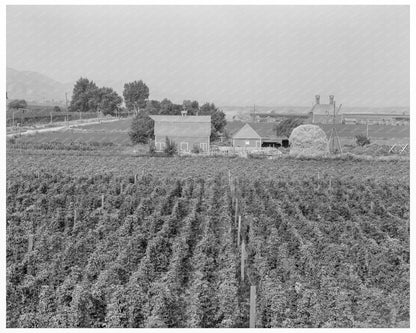 Hop Yard in Moxee Valley Washington 1939 - Available at KNOWOL