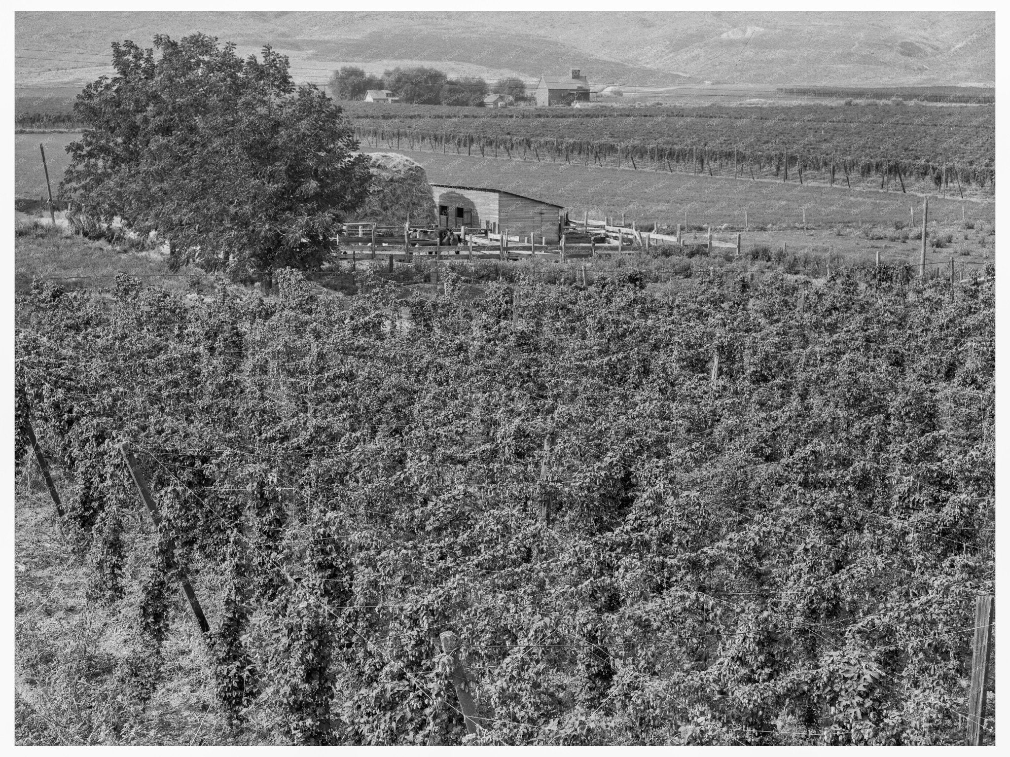 Hop Yard in Yakima Valley August 1939 - Available at KNOWOL