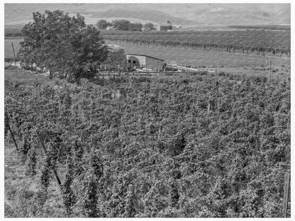 Hop Yard in Yakima Valley August 1939 - Available at KNOWOL