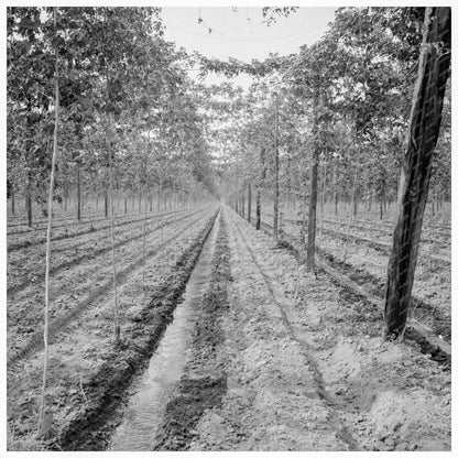 Hop Yard in Yakima Valley August 1939 Vintage Photo - Available at KNOWOL