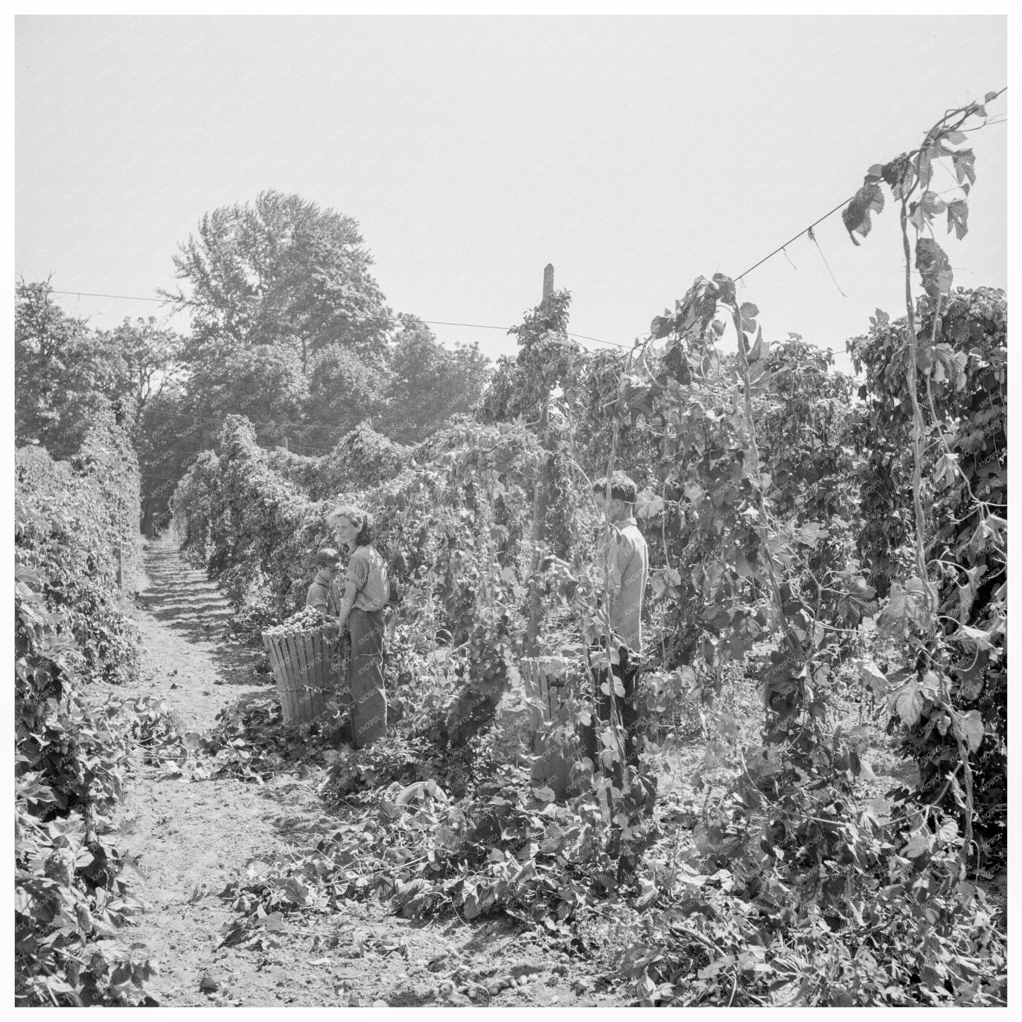 Hop Yard Pickers in Polk County Oregon August 1939 - Available at KNOWOL