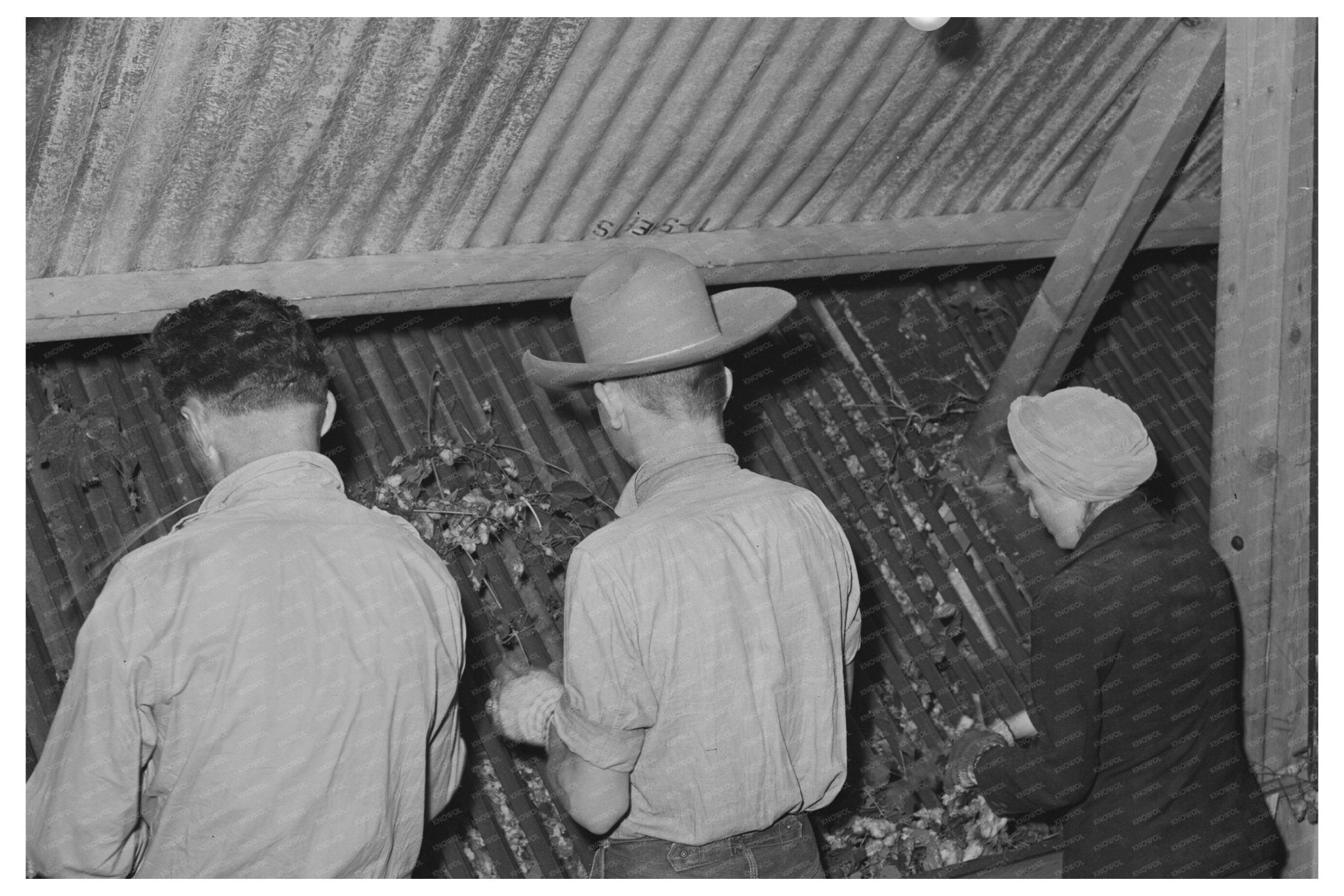 Hops Picking Workers in Yakima County September 1941 - Available at KNOWOL