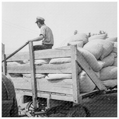 Hops Transportation Process Oregon August 1939 - Available at KNOWOL