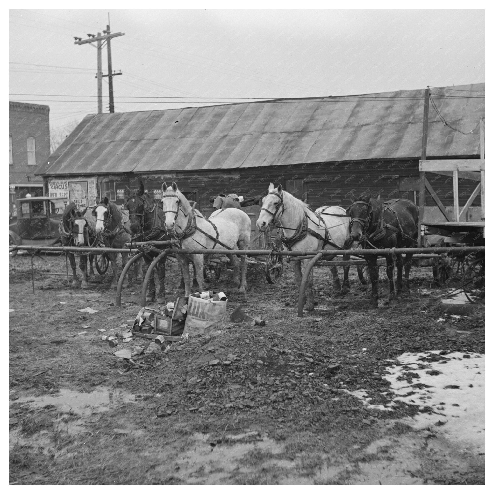 Horses at Hitching Posts Joy Illinois 1937 - Available at KNOWOL