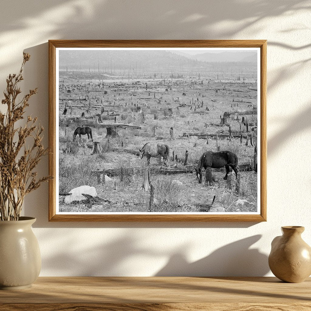 Horses Grazing in Priest River Valley Idaho 1939 - Available at KNOWOL