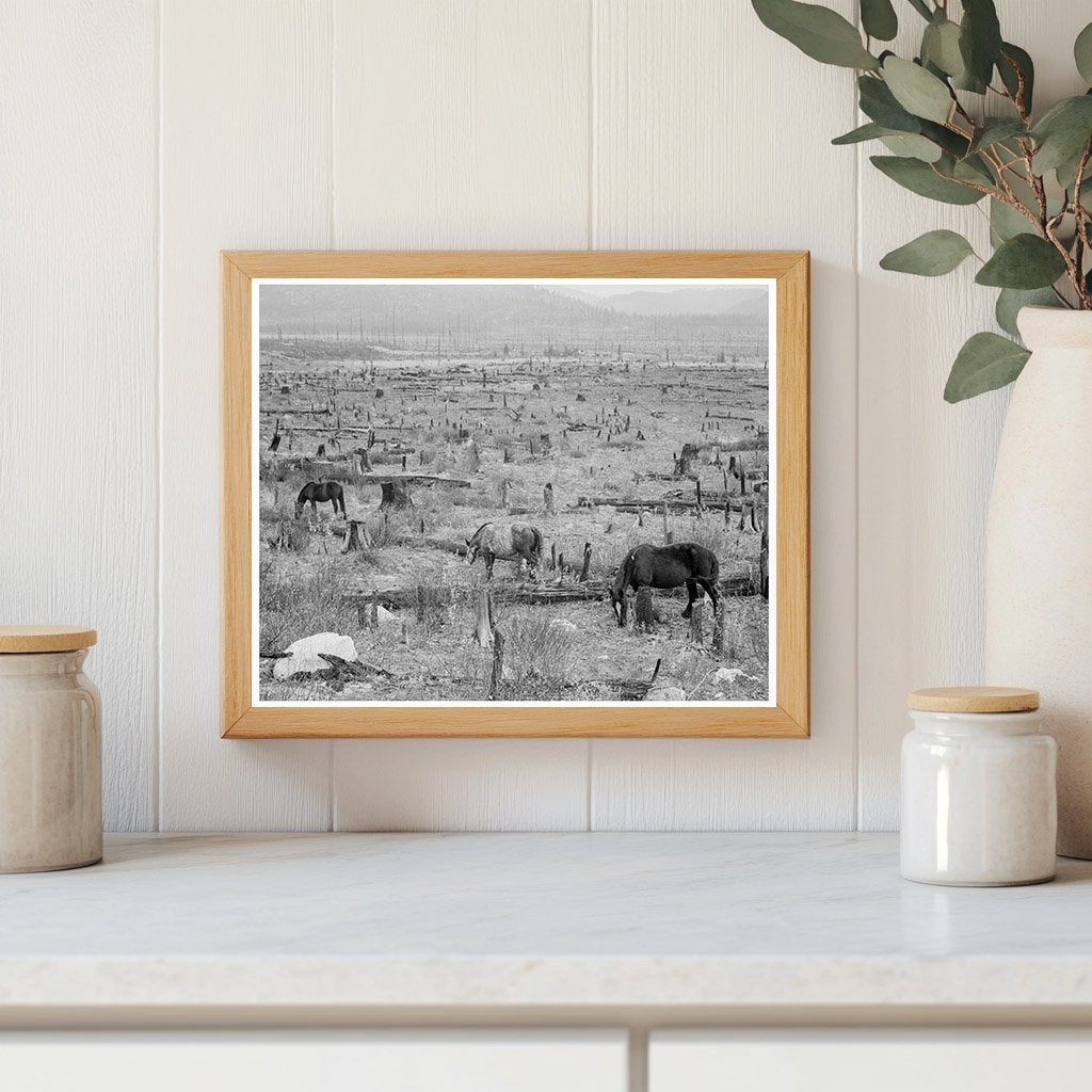 Horses Grazing in Priest River Valley Idaho 1939 - Available at KNOWOL