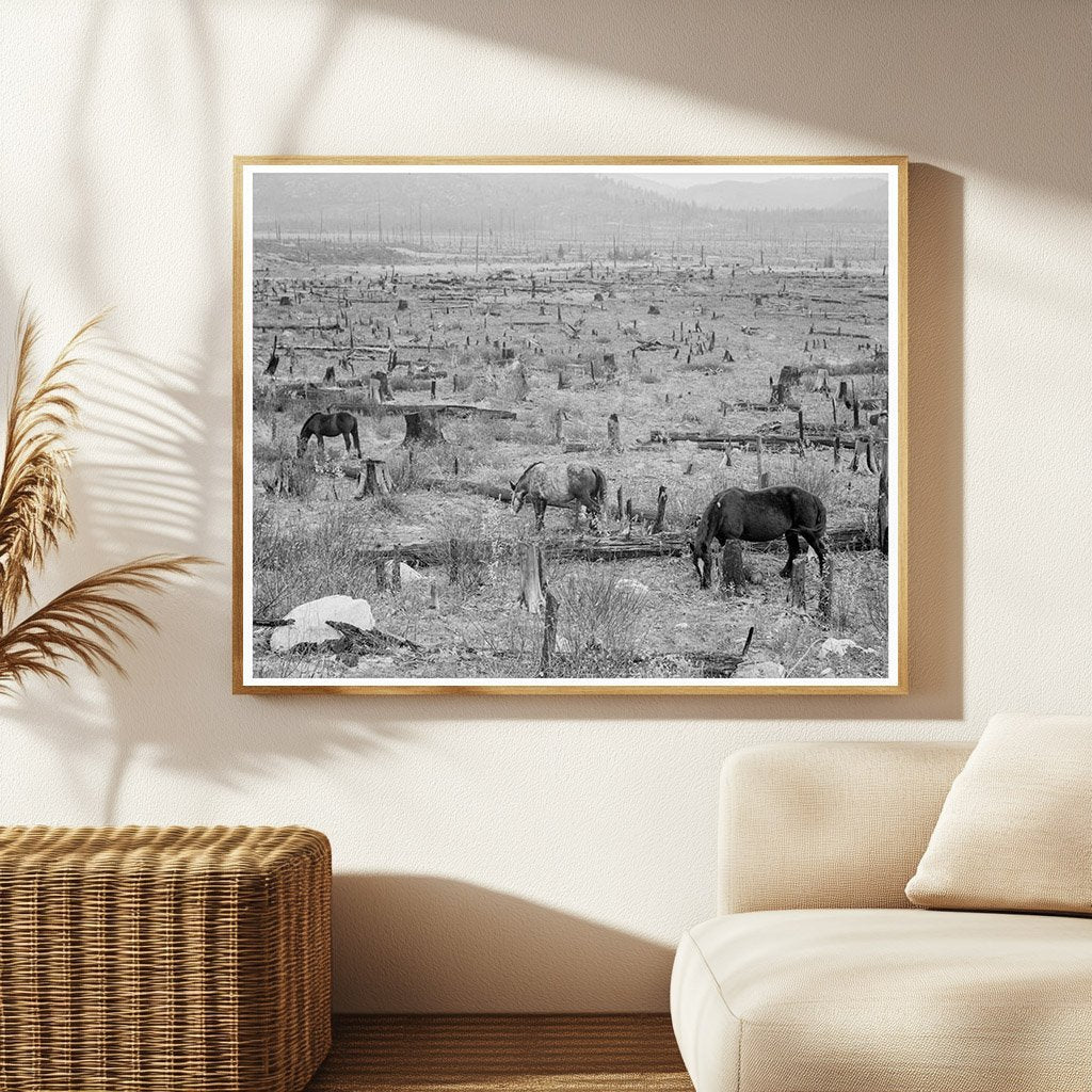 Horses Grazing in Priest River Valley Idaho 1939 - Available at KNOWOL