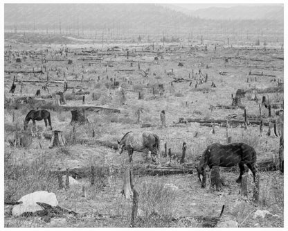 Horses Grazing in Priest River Valley Idaho 1939 - Available at KNOWOL