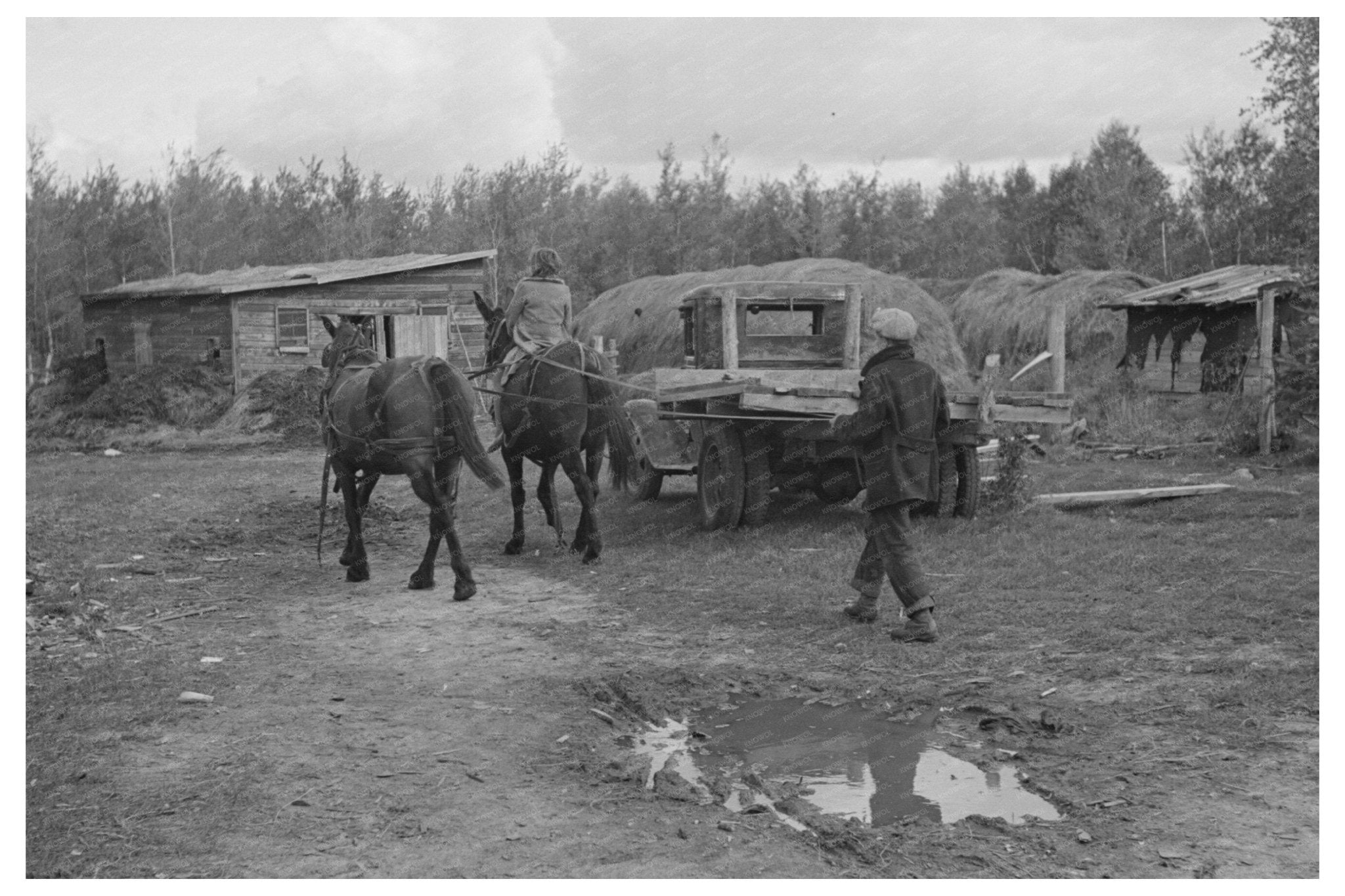 Horses Led to Barn in Rural Minnesota September 1937 - Available at KNOWOL