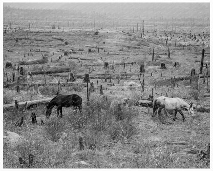 Horses Pasturing in Priest River Valley Idaho 1939 - Available at KNOWOL