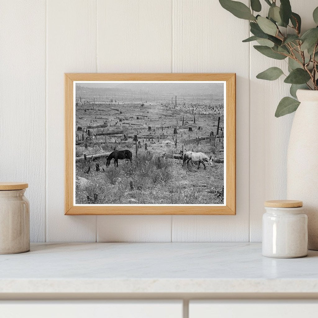 Horses Pasturing in Priest River Valley Idaho 1939 - Available at KNOWOL