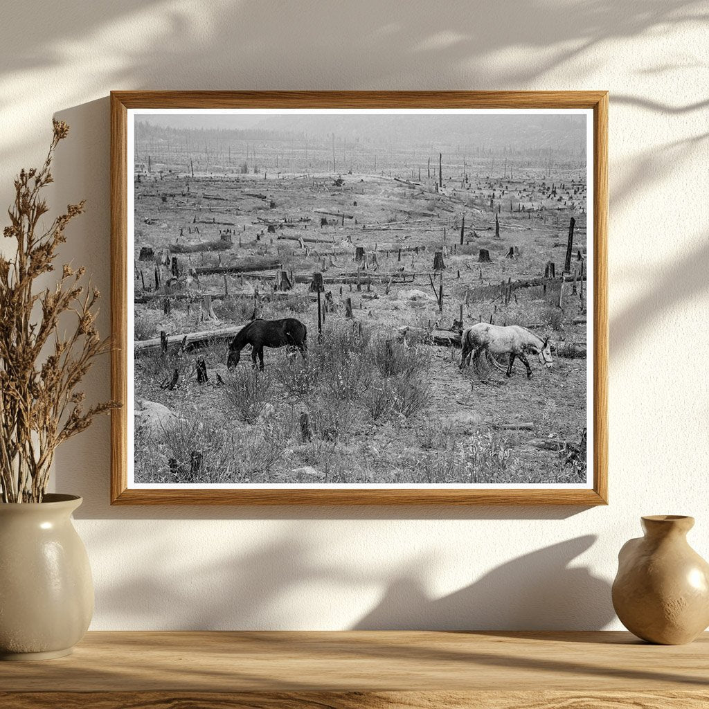 Horses Pasturing in Priest River Valley Idaho 1939 - Available at KNOWOL