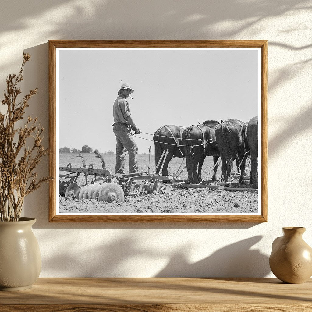 Horses Plowing Cornfields in Tulare County 1937 - Available at KNOWOL