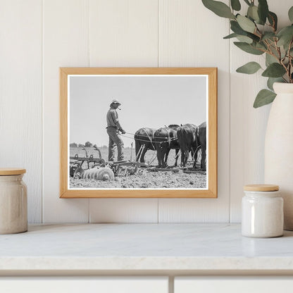 Horses Plowing Cornfields in Tulare County 1937 - Available at KNOWOL