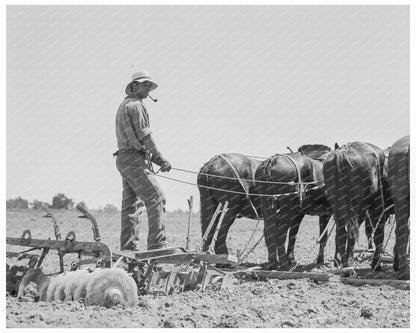 Horses Plowing Cornfields in Tulare County 1937 - Available at KNOWOL