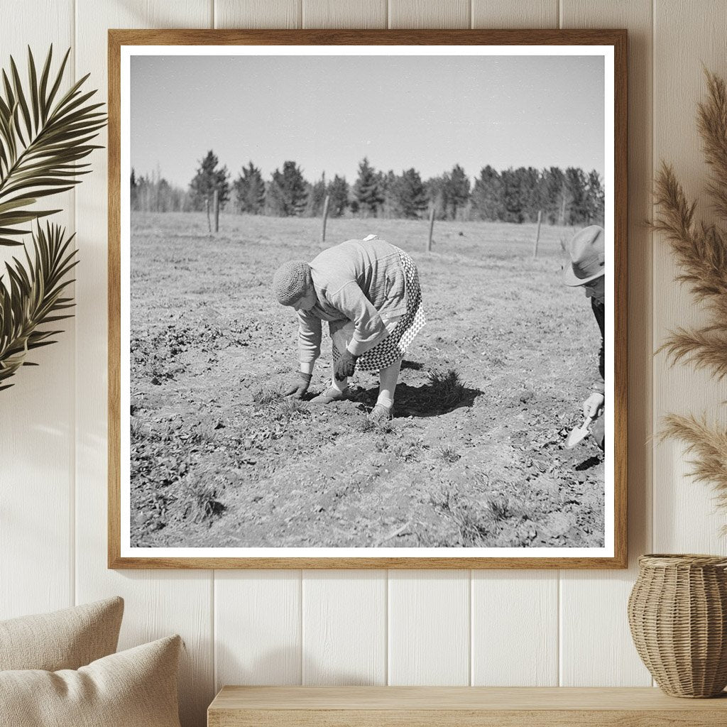 Husband and Wife Weeding Strawberries in 1937 Michigan - Available at KNOWOL