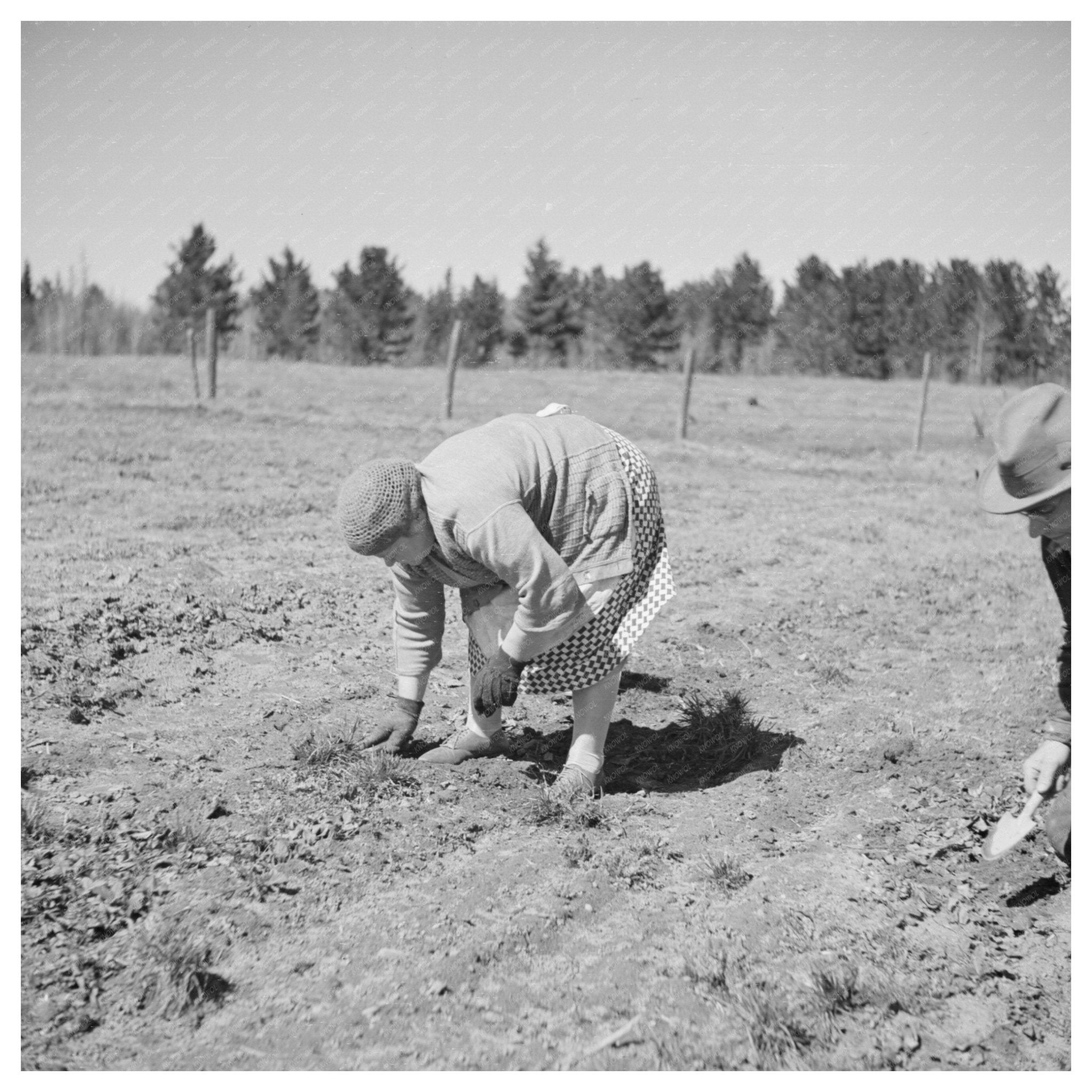 Husband and Wife Weeding Strawberries in 1937 Michigan - Available at KNOWOL