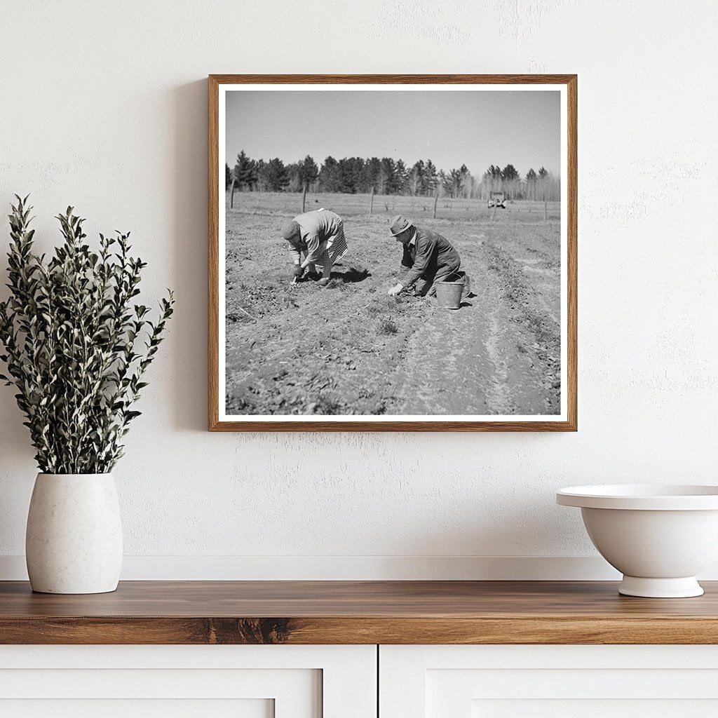 Husband and Wife Weeding Strawberries May 1937 - Available at KNOWOL