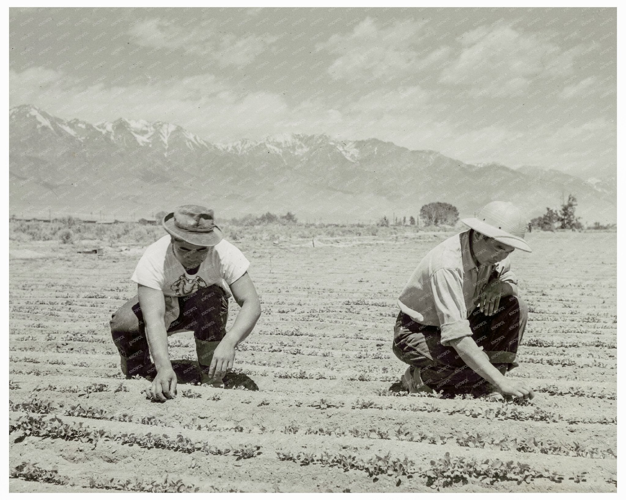 Ichiro Okumura and Ben Iguchi Thinning Seedlings 1942 - Available at KNOWOL