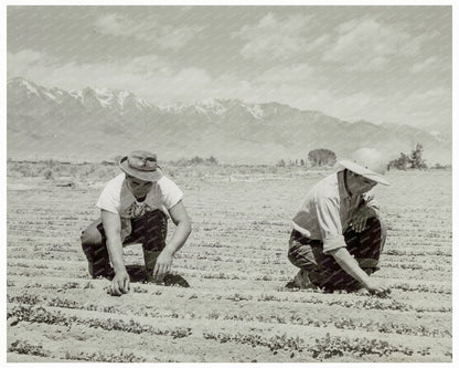 Ichiro Okumura and Ben Iguchi Thinning Seedlings 1942 - Available at KNOWOL