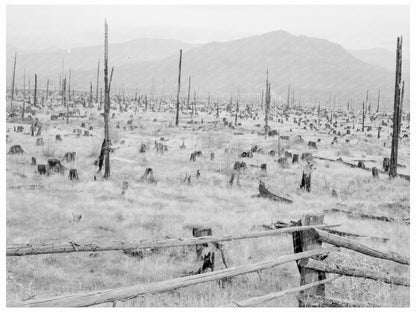 Idaho Land Clearing Challenges October 1939 - Available at KNOWOL