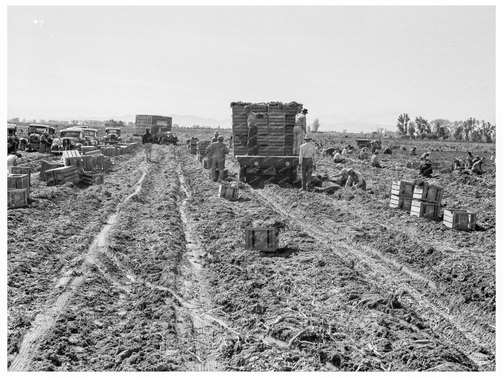 Imperial Valley Agriculture Workers February 1939 - Available at KNOWOL