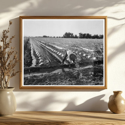 Irrigator in Cantaloupe Field Imperial Valley 1937 - Available at KNOWOL