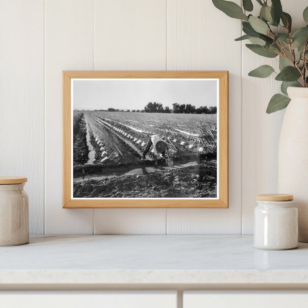 Irrigator in Cantaloupe Field Imperial Valley 1937 - Available at KNOWOL